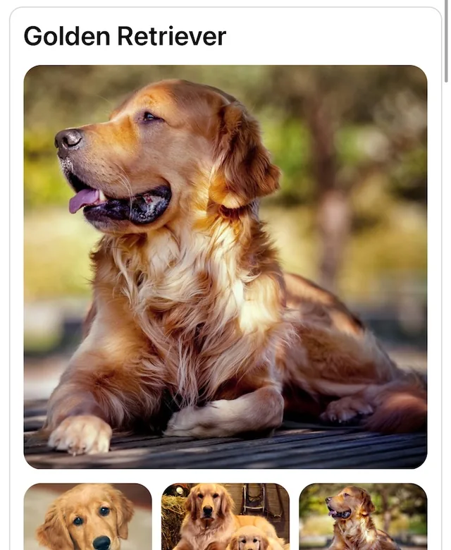 A-Z Dog Breeds screenshot